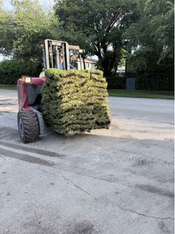 Palmetto sod