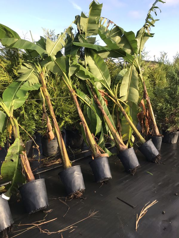 Hardy banana trees for Sale in Virginia Beach, VA OfferUp