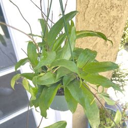 Hoya Rigida Plant