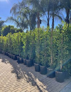 Ficus