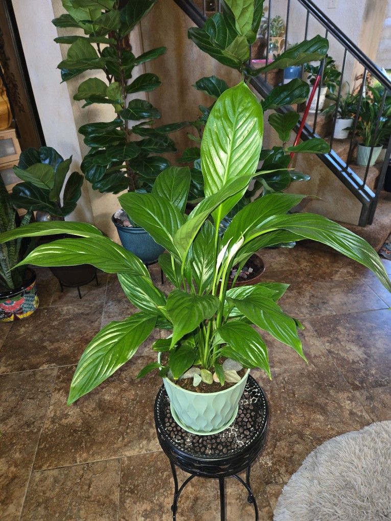 2ft 4in Tall Peace Lilly Plant In 7in Pot With Plate