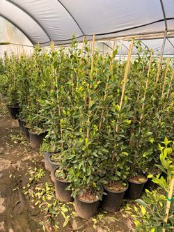 Ficus 5 gal 4 feet