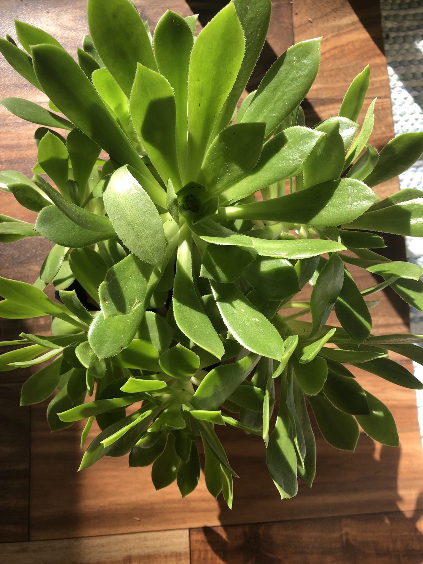 Succulent