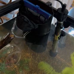Fish Tank Necessities