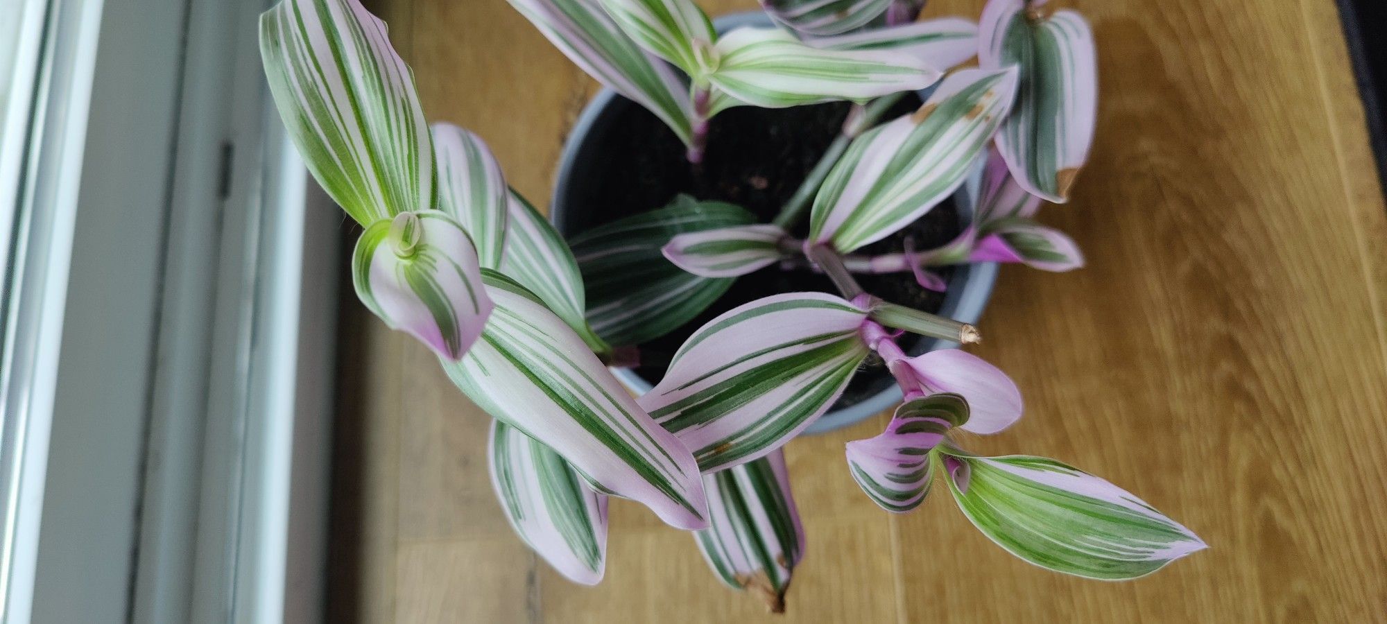 Tradescantia Nanouk House Plant 