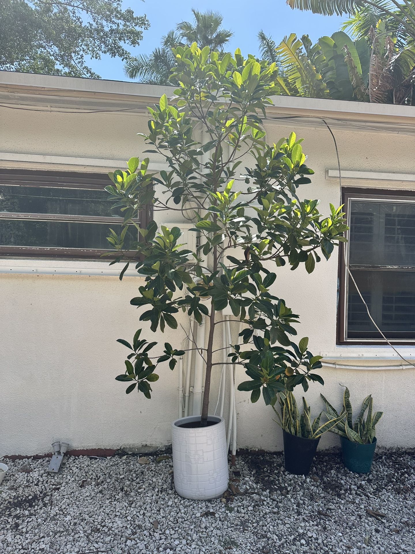 Jackfruit Tree for Sale in Oakland Park, FL OfferUp