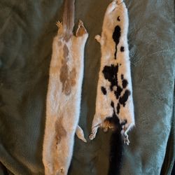 MINK TAXIDERMY MOUNTABLE PELT