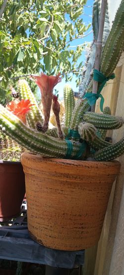 Beautiful cactus 🌵☀️