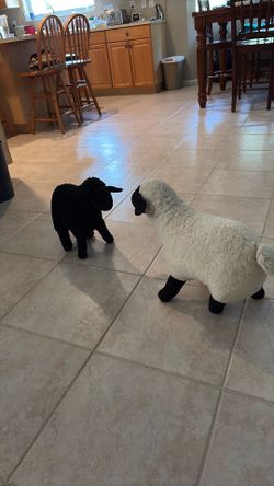Two life size stuffed lambs