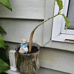 Garden Plant Whis Pot Small 