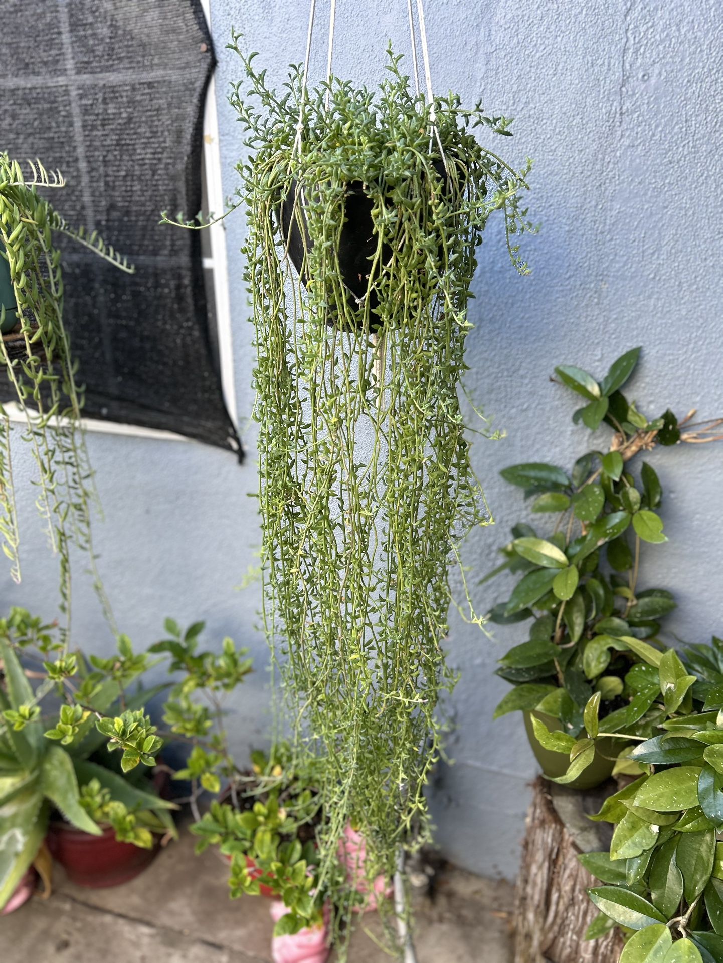 Delfín 🐬 Succulents Con Colgadera De Macrame $30 Each