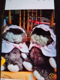 Star wars ewok stuffed animal one left fifty dollars, perfect.The original one