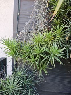 Airplant tillandsia clump