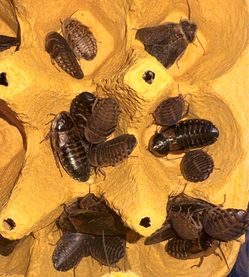 Dubia feeders