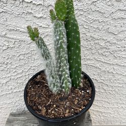 Snow Prickly Pear-Succulent 6” Pot