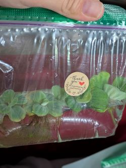 Water lettuce 5 x $5