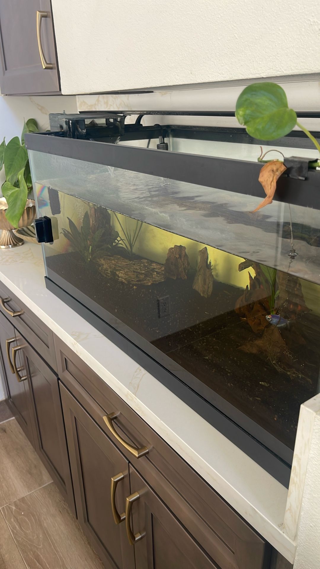 Fish Tank- NO FISH NO LIVE ANIMALS