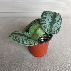 Houseplant Scindapsis Silver Stain Exotica Plant