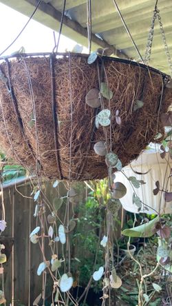 String of hearts plant. Cadena de corazones