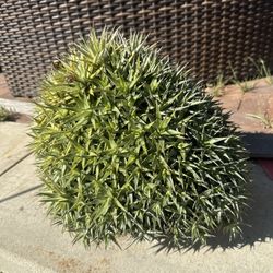 Deuterocohnia lorentziana