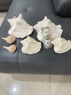 Large Conch Shells from the Beach
