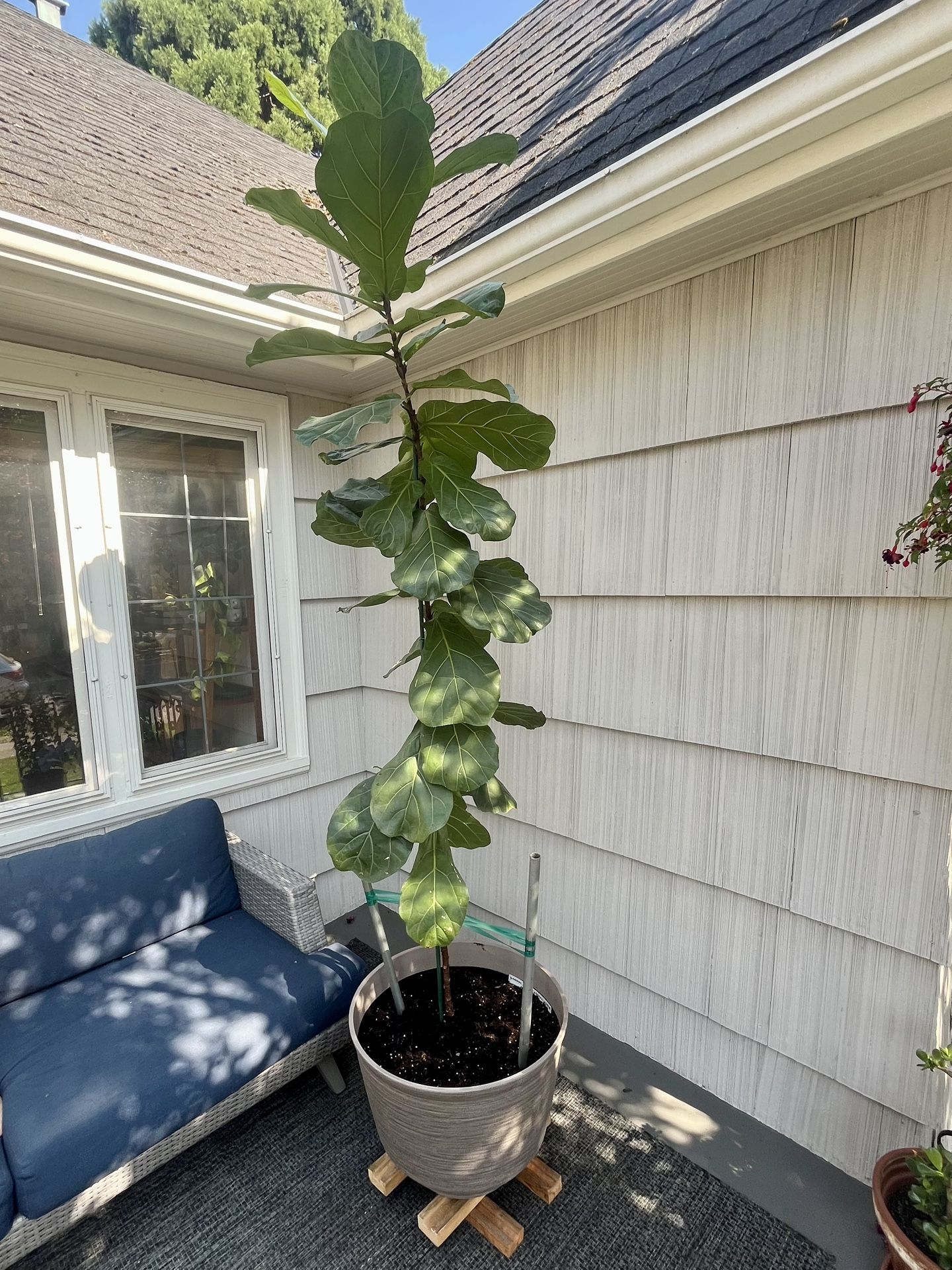 8’ Fiddle Leaf Plant