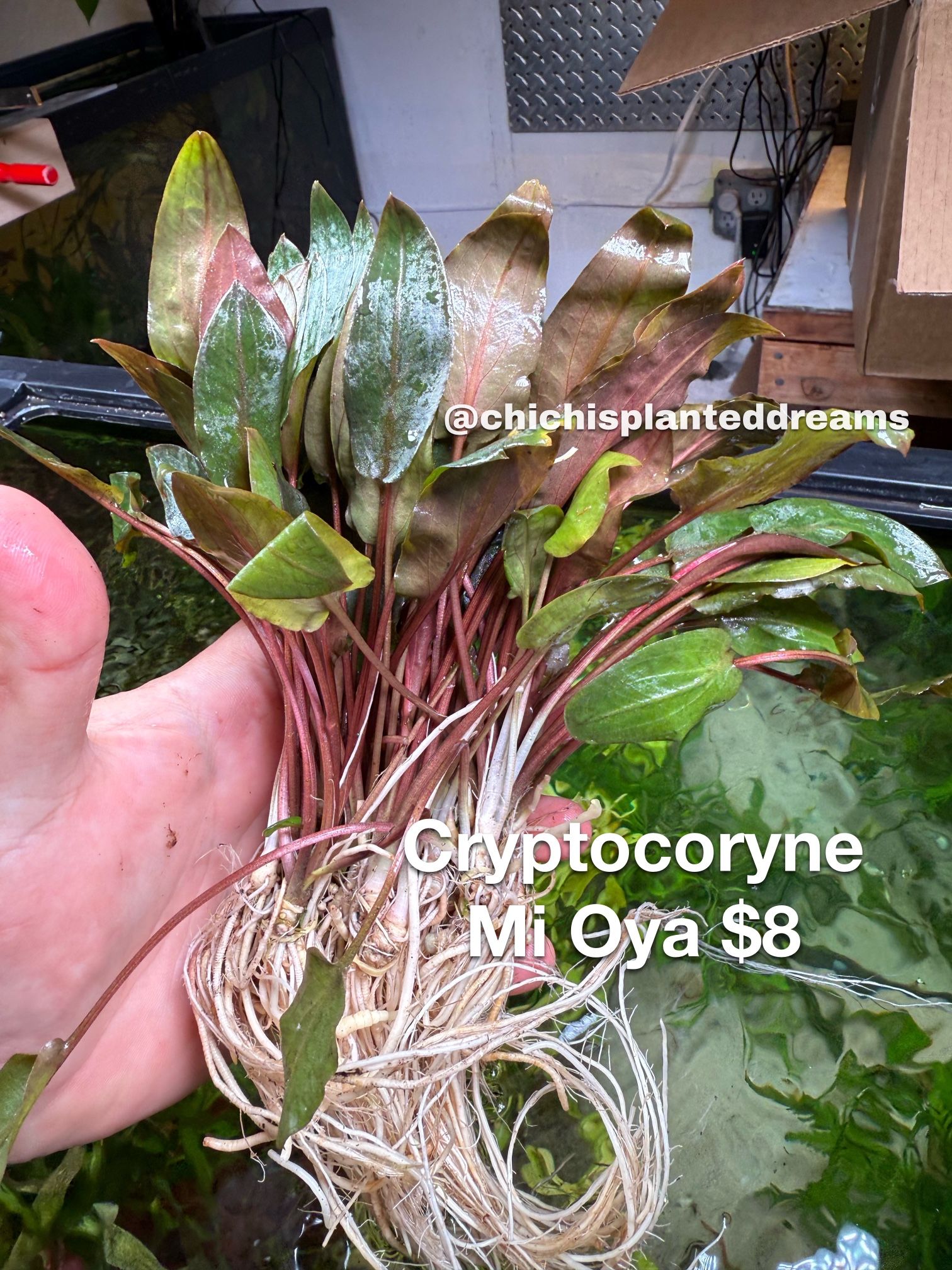 New Aquarium Plants Have Arrived