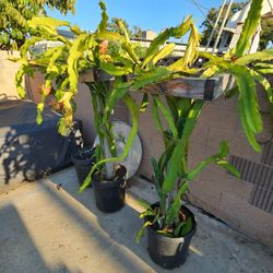 Dragon Fruit Trellis