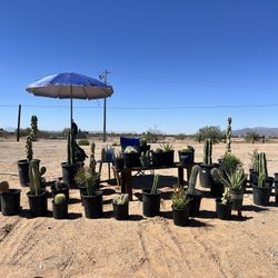 Cacti For Sale 