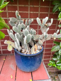 Bunny Ear Cactus (large)