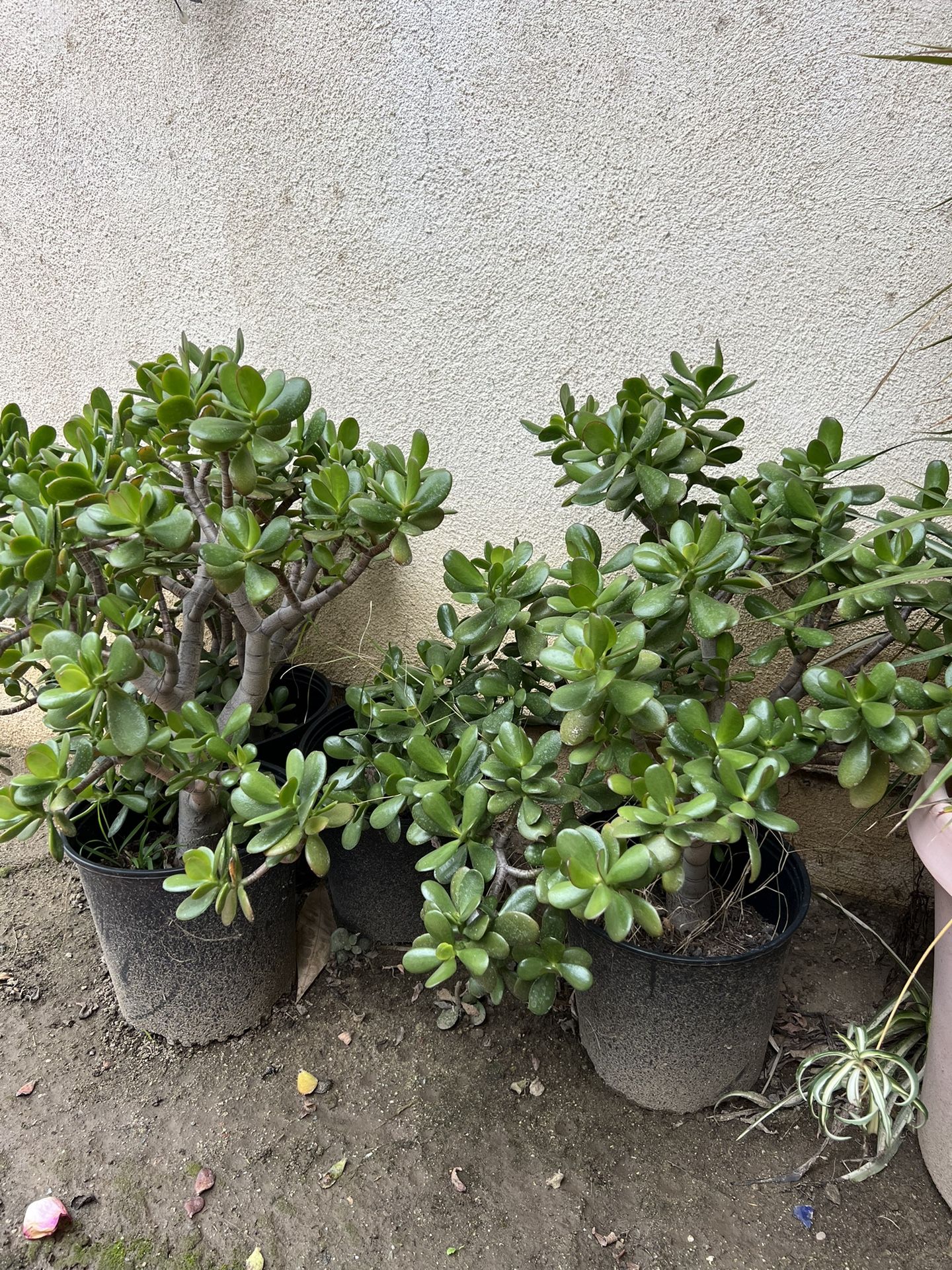 Jade Plants