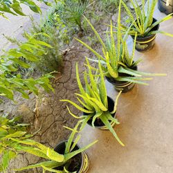 ALOE VERA PLANTS MEDICINAL SABILA MANY PLANTS IN EACH ONE 
