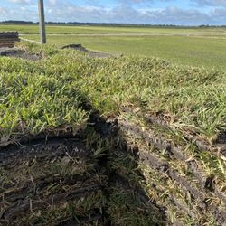 FRESH St. Augustine Sod 