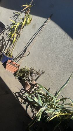 Plants
