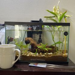 Fish Tanks 