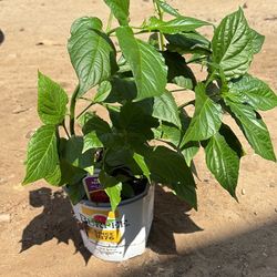 Hot Ghost Peppers Plants