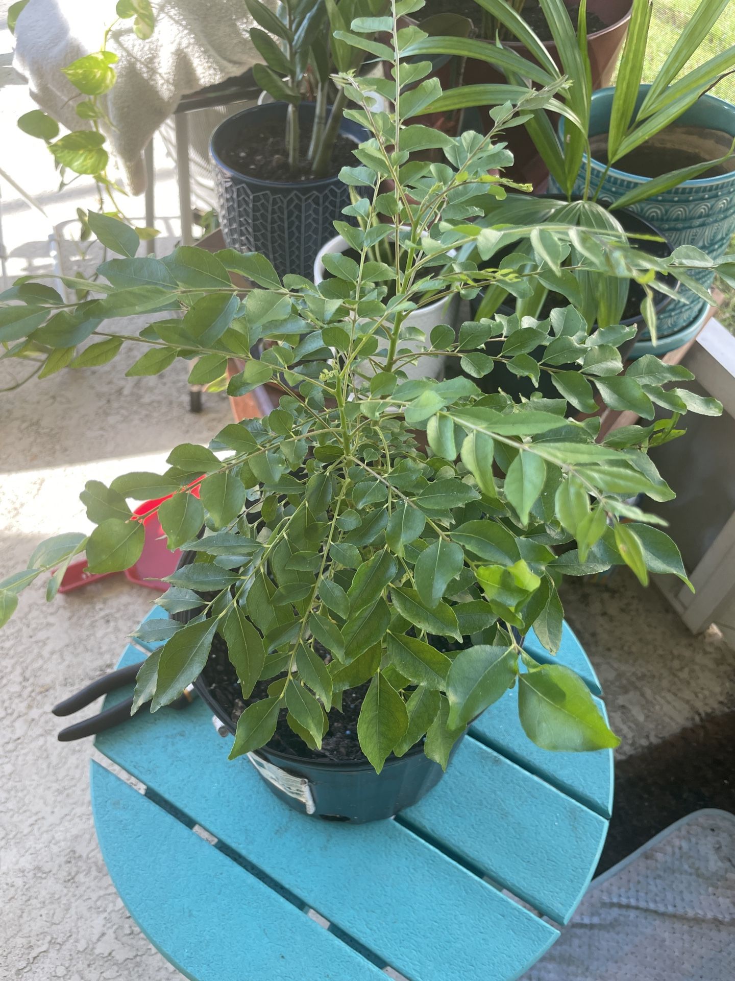 Curry Leaf Plant In 1.7 Gallon Planter