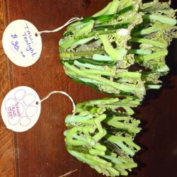 Coral Reef Candle Holders Homemade Glass Blown