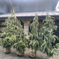 Weeping Alaskan Cedar Trees —