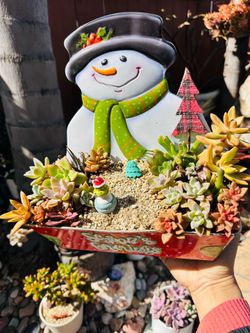 Beautiful succulents in Christmas pot