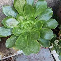 Succulent 