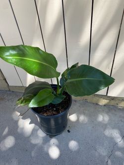 Beru healthy bird of paradise plant for sale $50