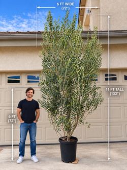 11FT Fruitless Olive Tree – Large Mature Landscape Tree – Delivery Available