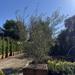 Wilsonii Olive Multi Trunk