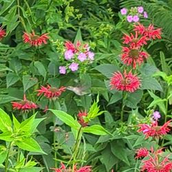 Perennials And Native Plants Available 