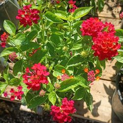 Beautiful Assorted Lantana Plants 
