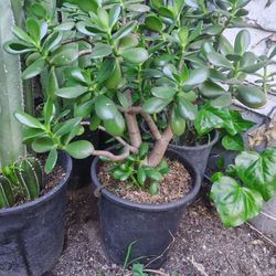 Jade Plant