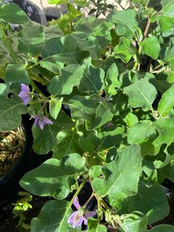 Green eggplant Asian