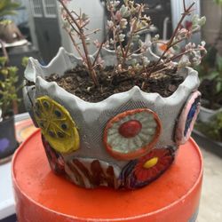 Potted Plant