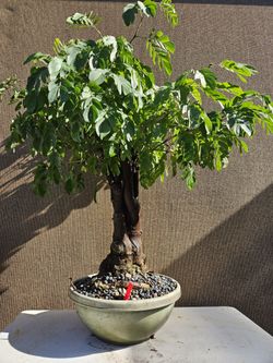 Old Calliandra RED Bonsai Tree   